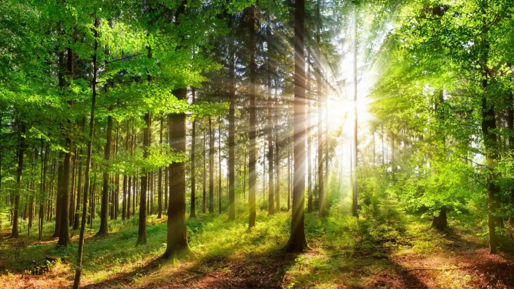 Image of sun streaming through trees